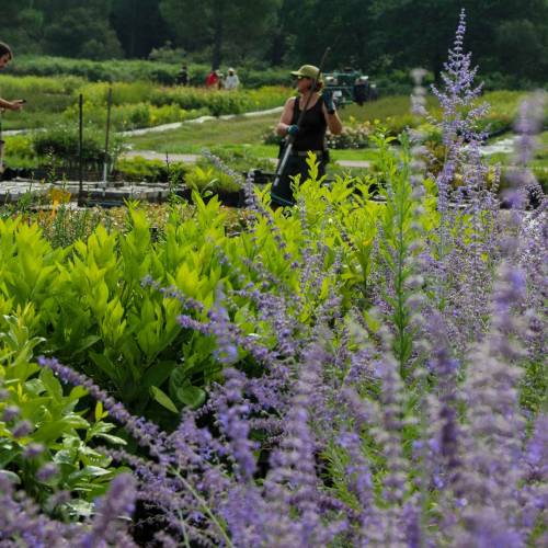 Russian Sage 'Blue spire'