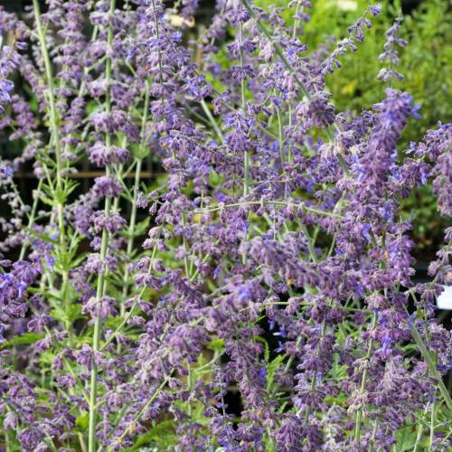 Russian Sage 'Blue spire'