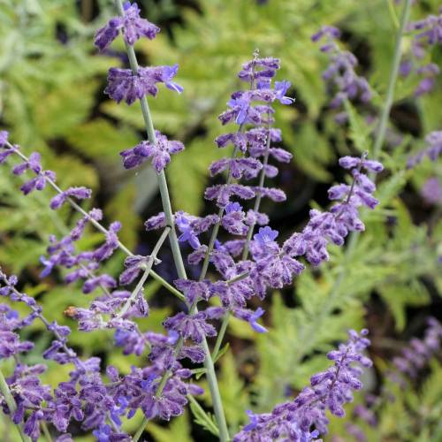 Russian Sage 'Blue spire'