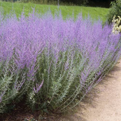 Russian Sage 'Blue spire'