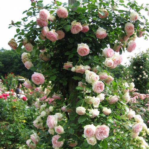 Rose 'Pierre de Ronsard' : buy Rose 'Pierre de Ronsard' / Rosa Pierre de  Ronsard