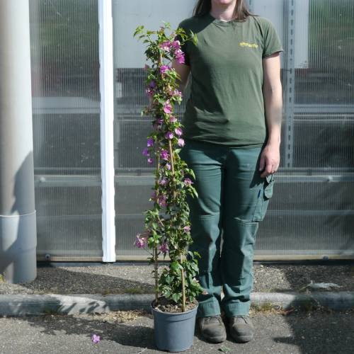 Bougainvillea, Mauve