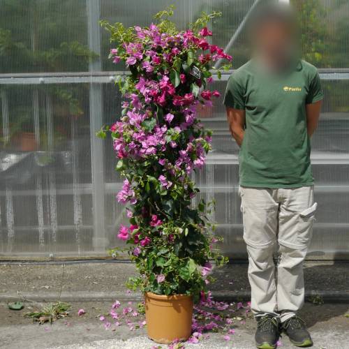 Bougainvillea, Mauve