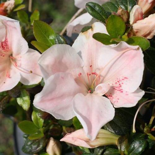 Azalea 'Sir Robert'