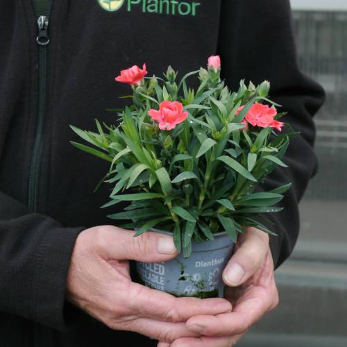 Dianthus Salmon Pink
