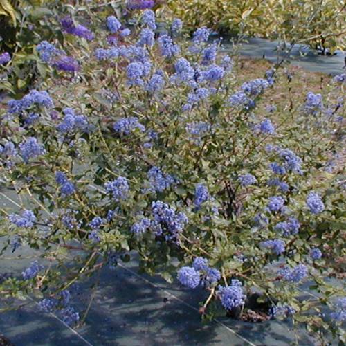 Lilac, California