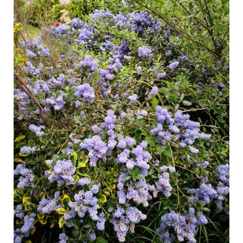 Lilac, California