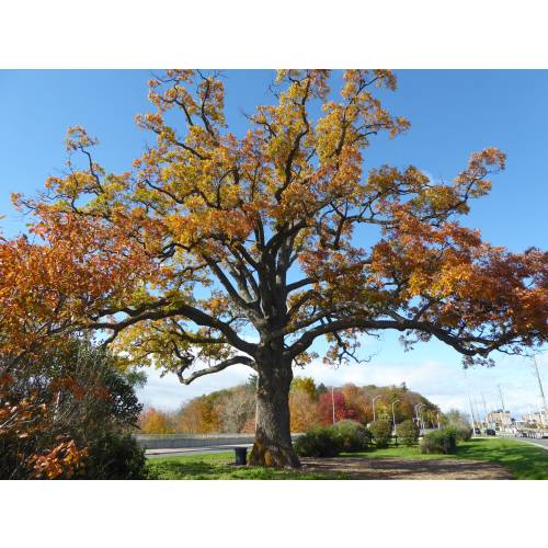 Oak, American white