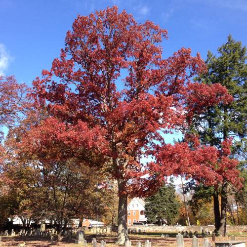 Oak, American white