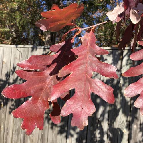 Oak, American white