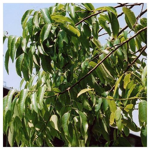 Oak, Bamboo-leaf