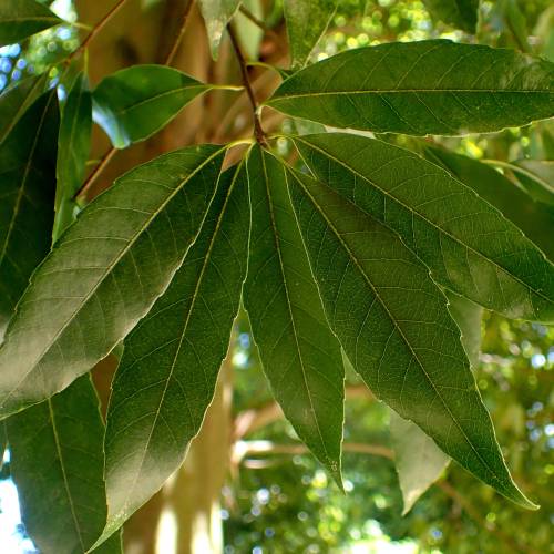 Oak, Bamboo-leaf