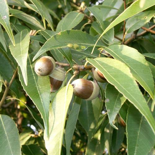 Oak, Bamboo-leaf