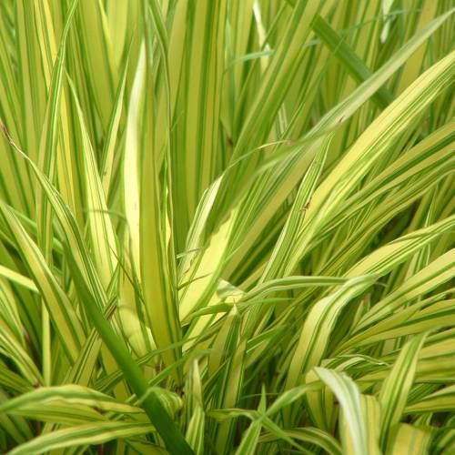 Grass, Japanese 'Aureola'