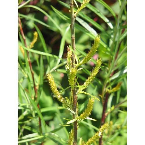 Willow, rosemary-leaved