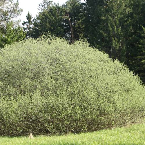 Willow, rosemary-leaved