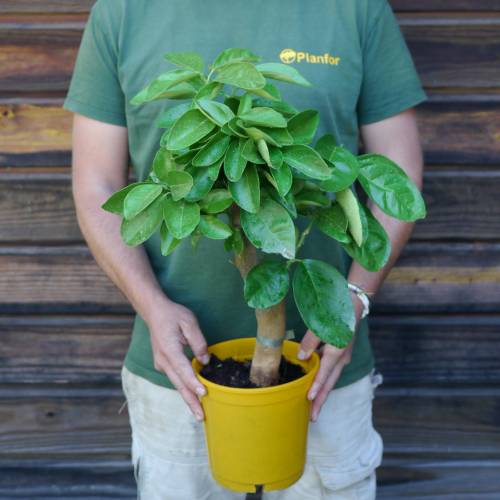 Sweet Orange tree