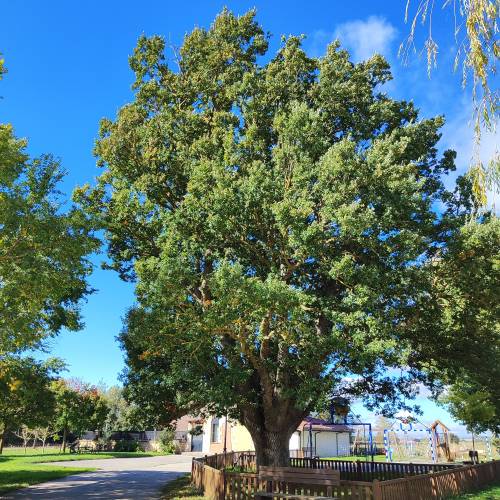 Oak, Portuguese