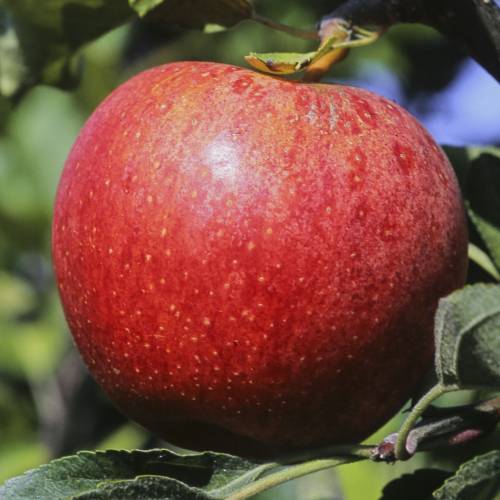 Apple tree 'Gala'