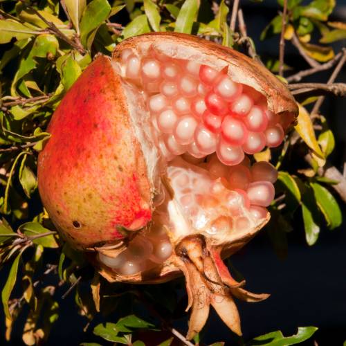 Pomegranate