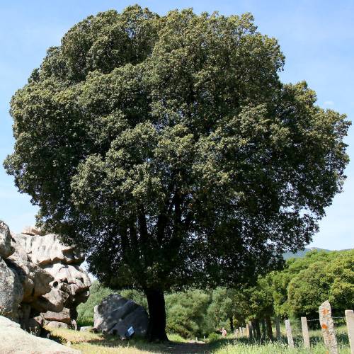 Oak, holm