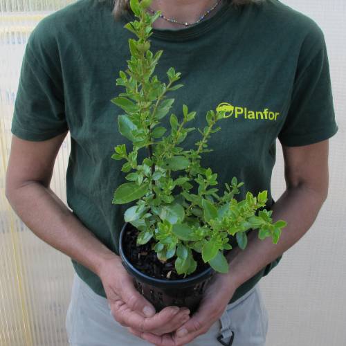 Escallonia macrantha, Pink