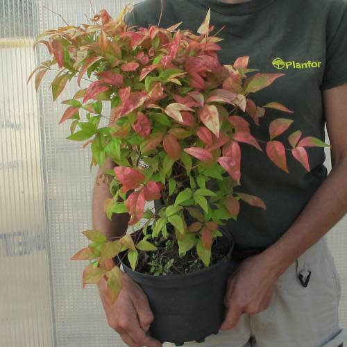 Bamboo dwarf, heavenly Fire P.