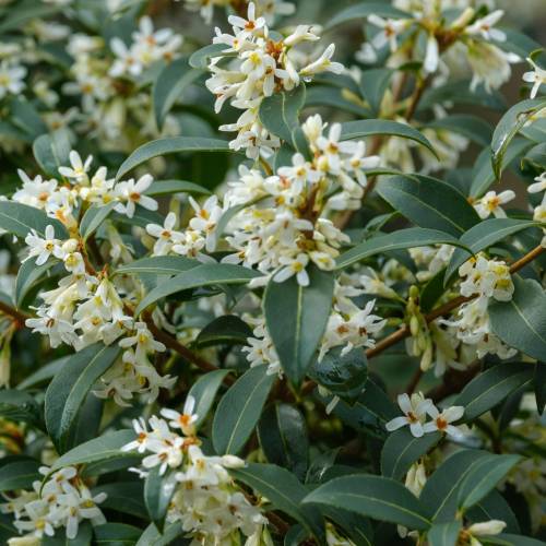 Osmanthus, Burkwood