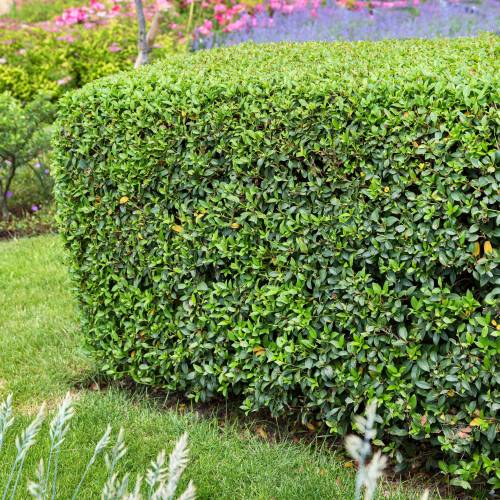 Osmanthus, Burkwood