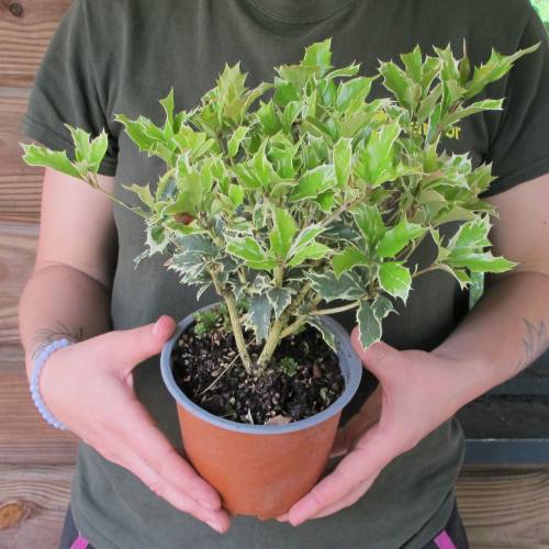 Osmanthus, variegated holly-leaf