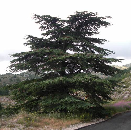Cedar, Lebanon