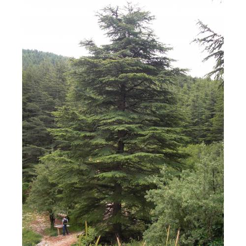 Cedar, Lebanon