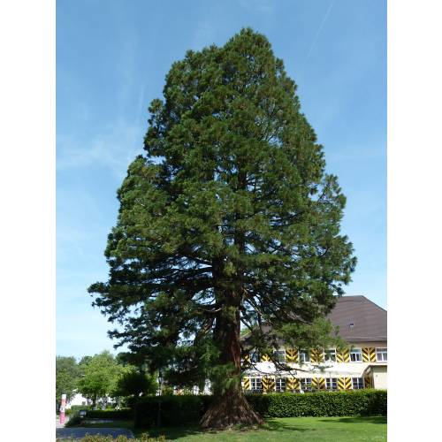Sequoia, giant