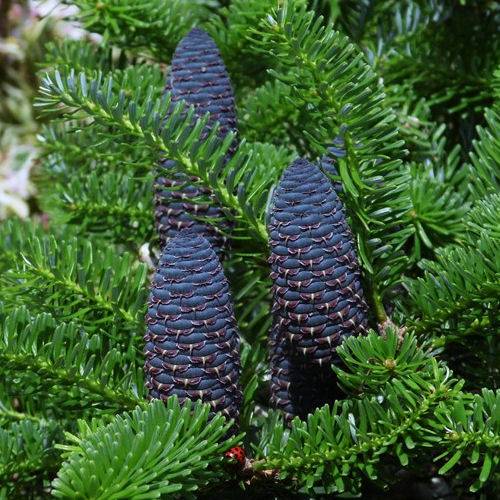 Sapin de Coree- Abies koreana Sapin de Coree- Abies koreana