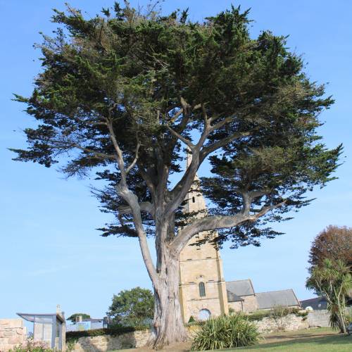 Cypress, Monterey