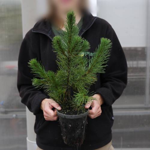 Pine, dwarf mugo mughus