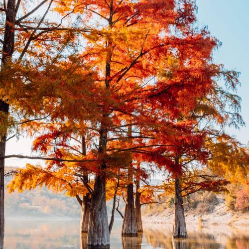 Cypress, bald
