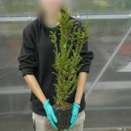 Yew, common