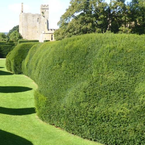 Yew, common