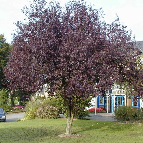 Purple Leaved Plum Tree
