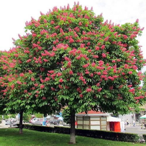 Horse-Chestnut, red