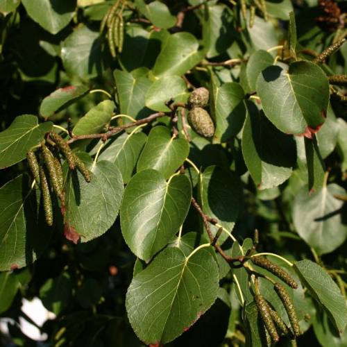 Alder, italian