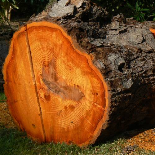 Alder, red