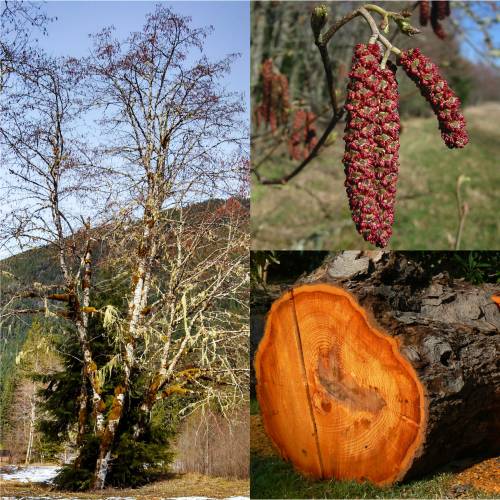 Alder, red