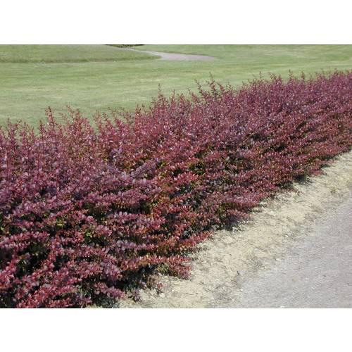 Barberry, red Japanese