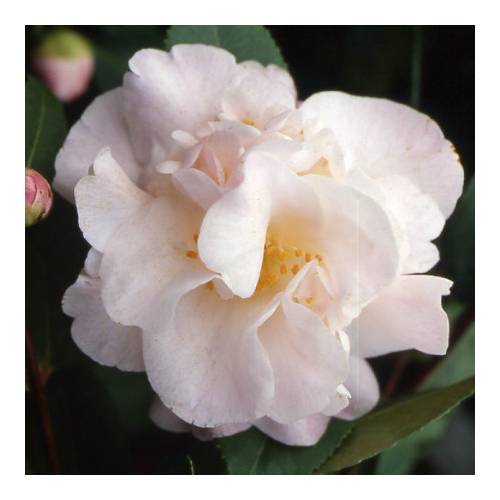 Camellia High Fragrance