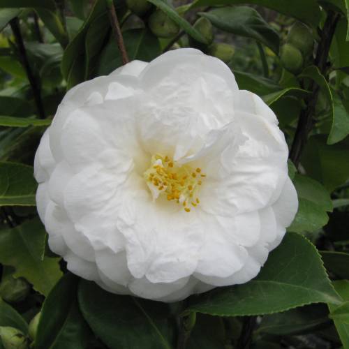 Japanese Camellia 'Le Lys'