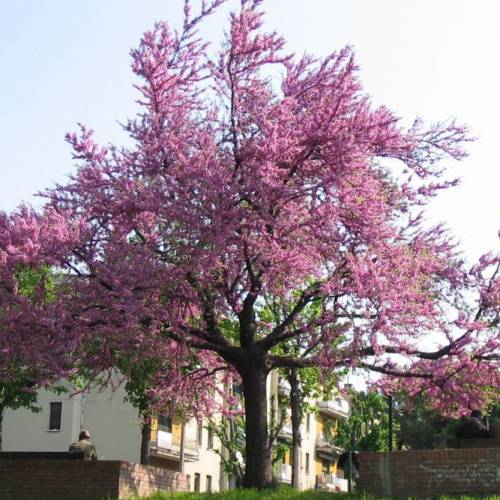 Judas tree