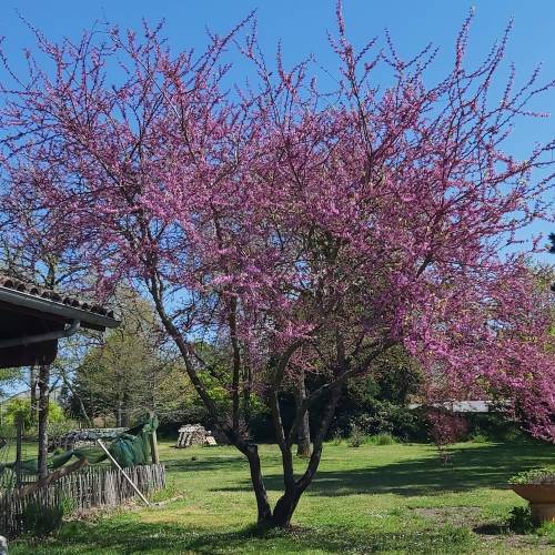 Judas tree