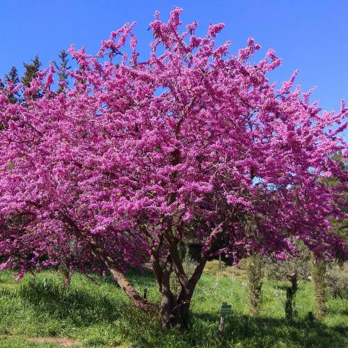 Judas tree